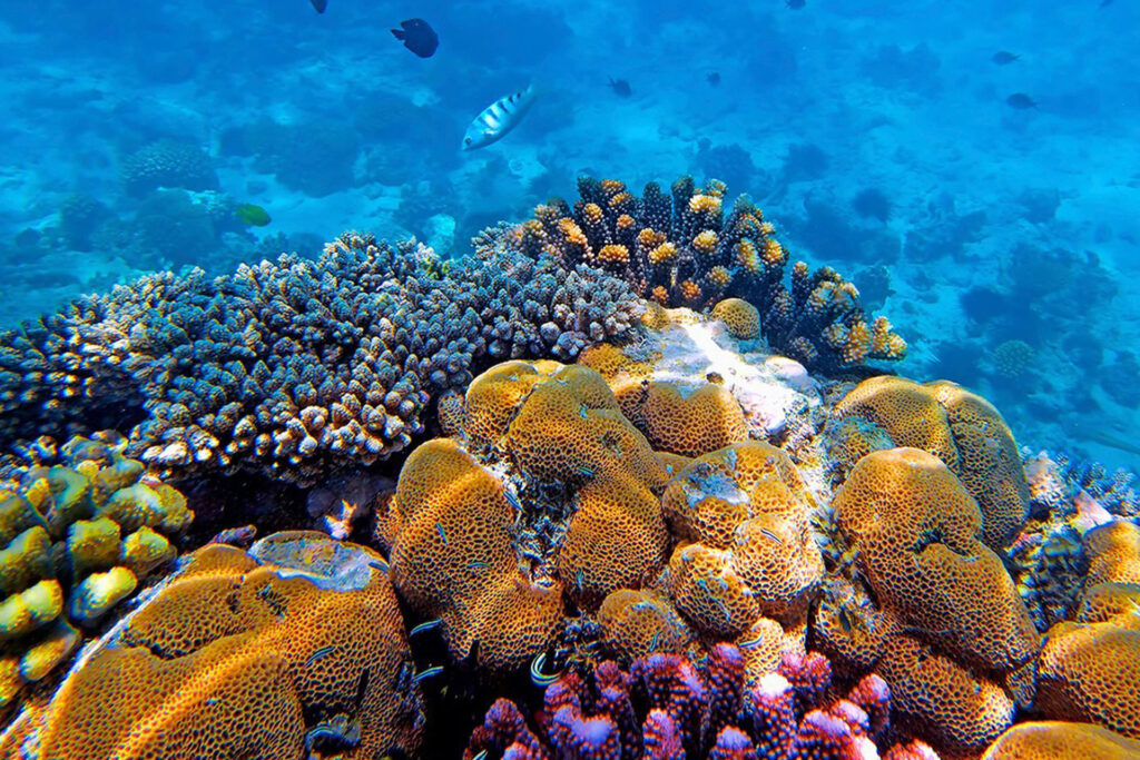 7 Best Zanzibar Tours to Book in 2025/2026 12 Snorkeling at Mnemba Atoll 03