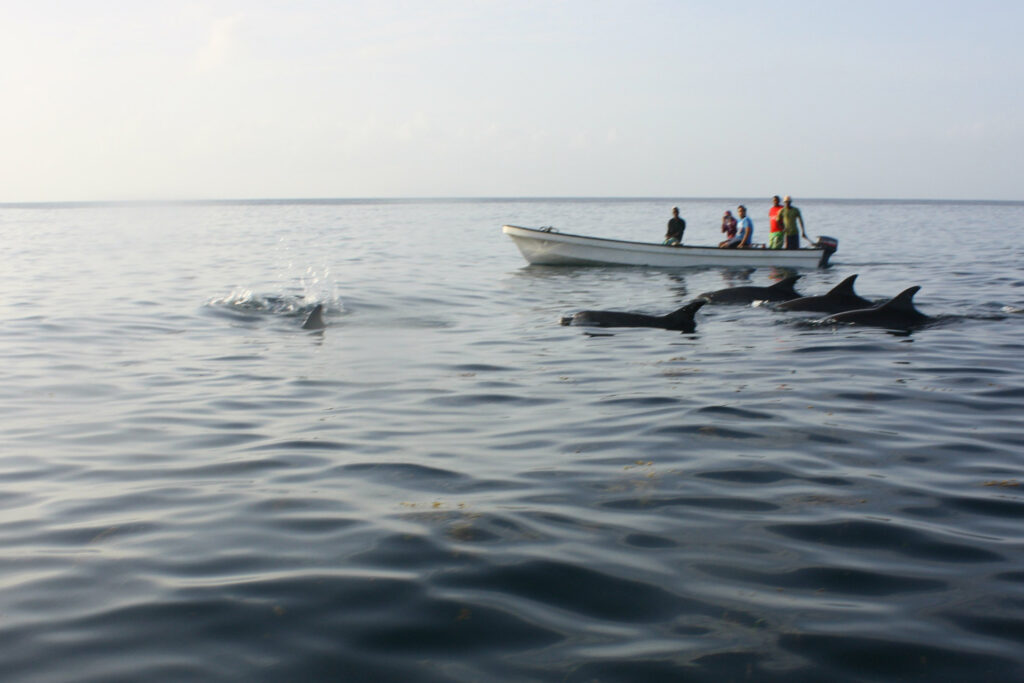 7 Best Zanzibar Tours to Book in 2025/2026 38 Swim With Dolphins at Kizimkazi 03