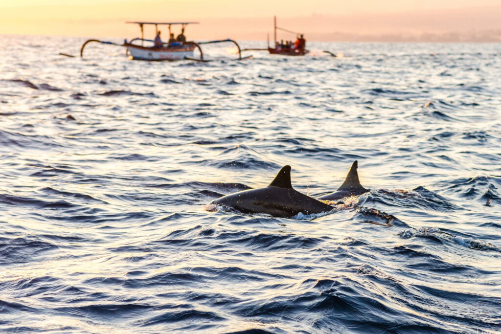 Swim With Dolphins at Kizimkazi 04
