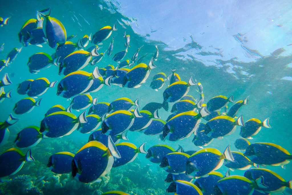 Updated Snorkeling At Mnemba Atoll 08 min