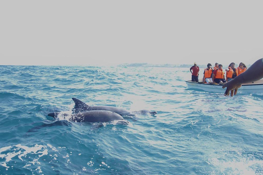 7 Best Zanzibar Tours to Book in 2025/2026 44 Updated Swim With Dolphins At Kizimkazi 03 min