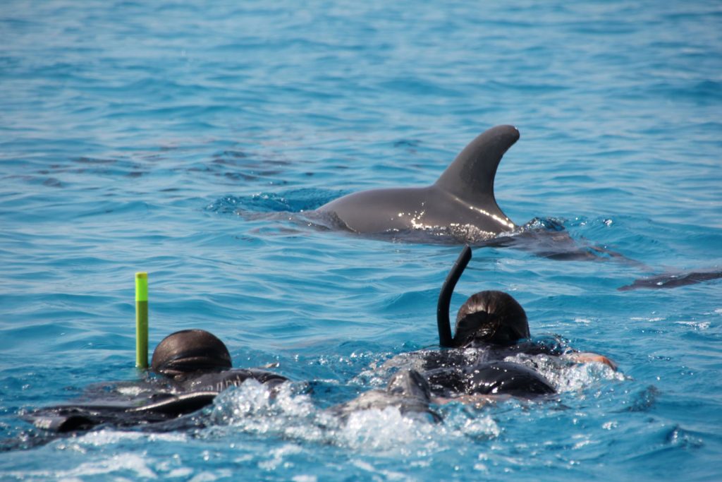 7 Best Zanzibar Tours to Book in 2025/2026 42 Updated Swim With Dolphins At Kizimkazi ThumBnail min