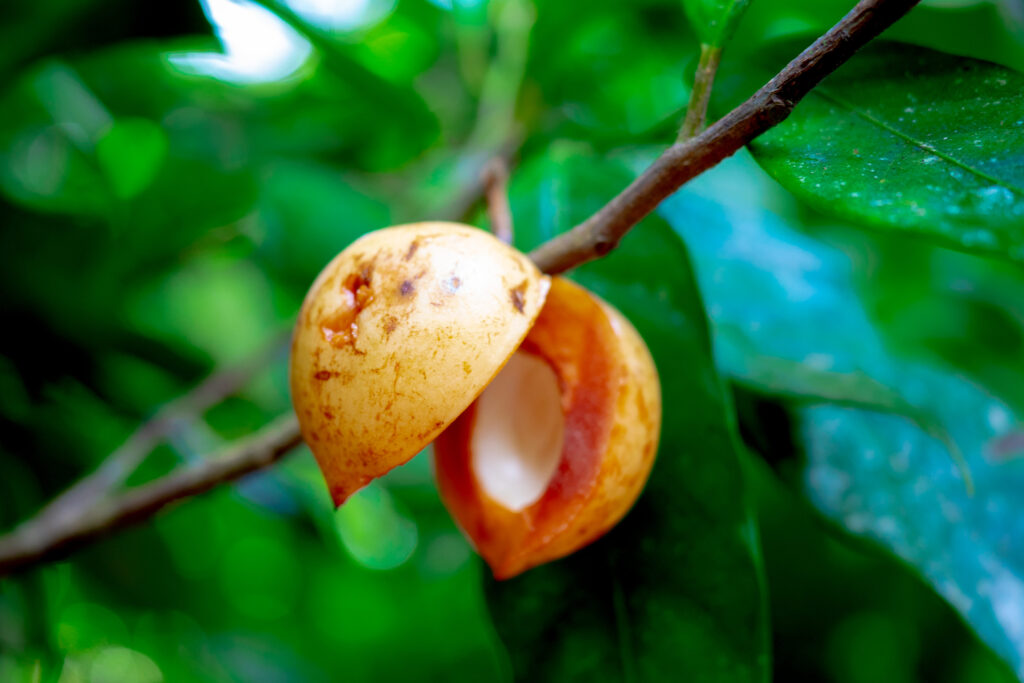 Zanzibar From USA: Flights, Visas, Costs & Travel Guide 8 spice tour zanzibar