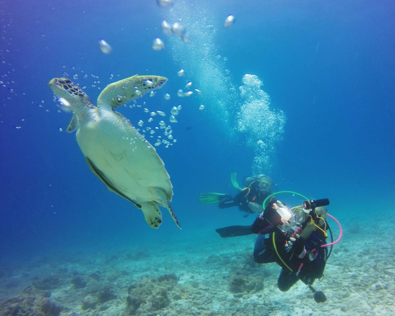 Scuba Diving Zanzibar | Book Now
