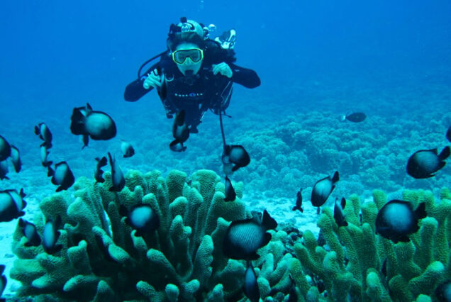Scuba Diving Zanzibar | Book Now