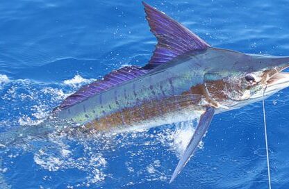striped marlin fishing