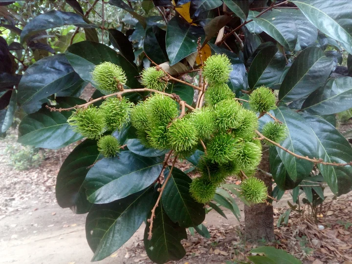 Shabuta Spice Farm